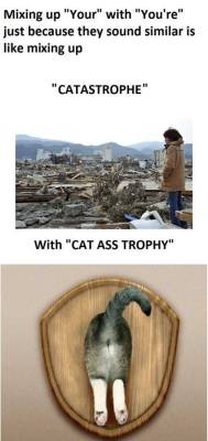 vixyhoovesmod:  actually I love this idea…. from now on I will sayCAT ASS TROPHY  anytime a catastrophe happens :D  XD