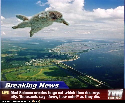celibacy:  These Breaking News cat memes are hilarious! #11 the Justin Bieber one