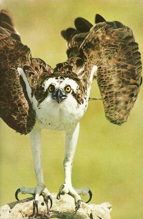 vintagenatgeographic:Female osprey folds her wings in perfect landingNational Geographic | July 1969