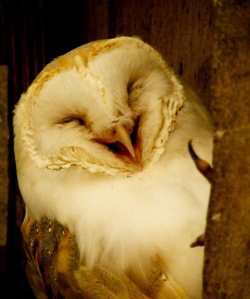 ex0skeletal:end0skeletal:Happy Owls!Because everyone needs smiling owls in their life.