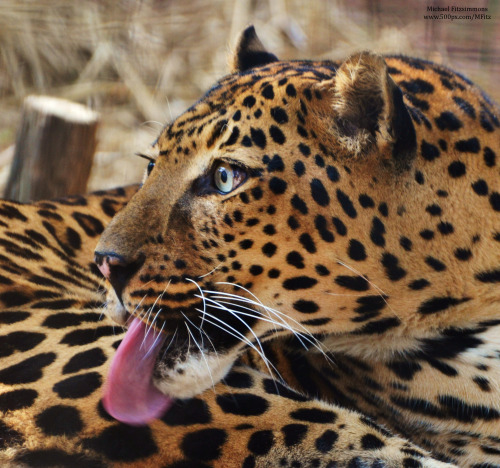 michaelfitzsimmons:  “Lots of Spots” Photo by Michael Fitzsimmons. Full portfolio at www.500px.com/MFitz