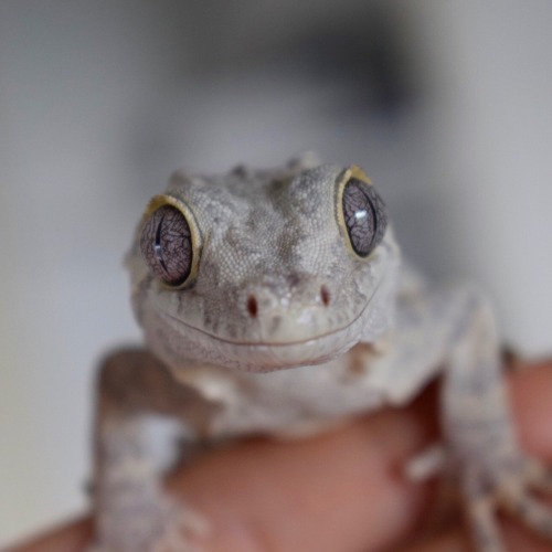 Here’s Lily, my fiancés Gargoyle Gecko. I love her lavender eyes!