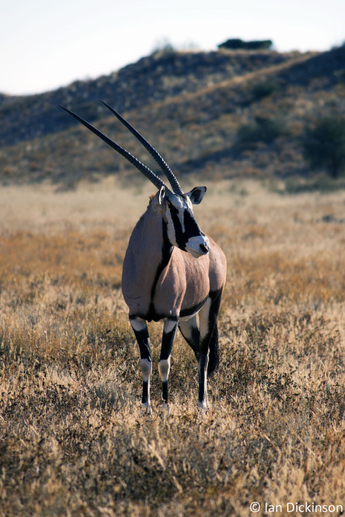 Gemsbok (Oryx gazella)