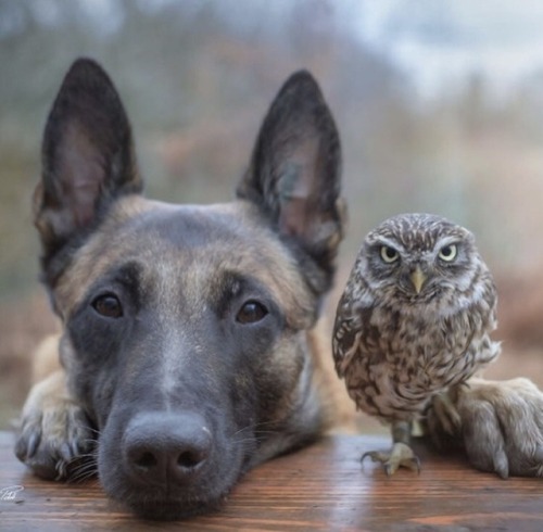 therablat:ravenhairedbeauty0114:animals-lovers:(Source)Puppy LoveOdd Couple.
