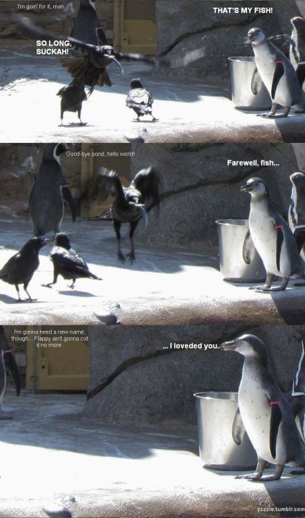 I managed to capture this little drama at the penguin enclosure yesterday. The penguin contemplating