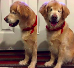 awwww-cute: He has never seen himself in the mirror before, so I tell him how handsome he is at least 20 times a day (Source: http://ift.tt/2hr04Kg)