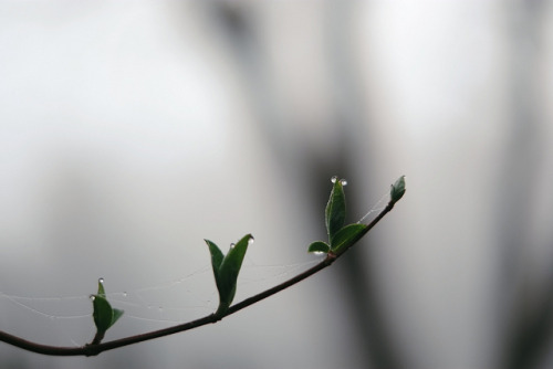 Morning fog by Patchou Patrick on Flickr.