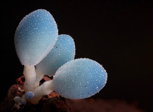 ad-hd-ab:Insane fungi photos by Steve Axford. Rekindling my obsessive love of mushrooms, and reminding me about that mushroom painting I wanted to start for a while. 