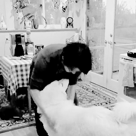joeykramer-deactivated20150926:  mark   dogs = peace on earth 