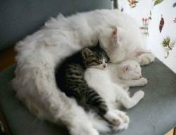 Cuteandadorable:  Asleep With Mom! ❤🐾😻 