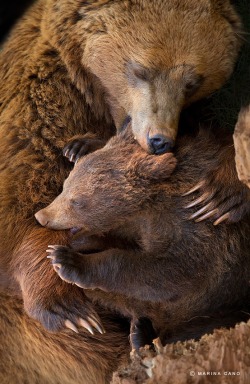 theanimalblog:  Cuddle. Photo by Marina Cano