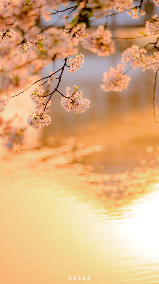 Spring & Morning Glory In West Lake, Hangzhou, Zhejiang Province By 渲染翌嘉