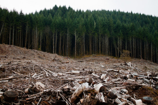 jumpingjacktrash: glumshoe:  i-am-an-adult-i-swear:  rowantheexplorer:  anarchyisfunandfree:  anarchyisfunandfree:  anarchyisfunandfree: Fun fact, hammering metal spikes into tree trunks is a federal crime in the US because environmental activists used