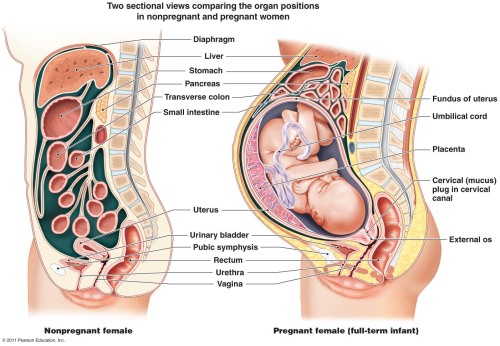 BPA exposure during pregnancy causes oxidative stress in child, mother Exposure to the endocrine-dis