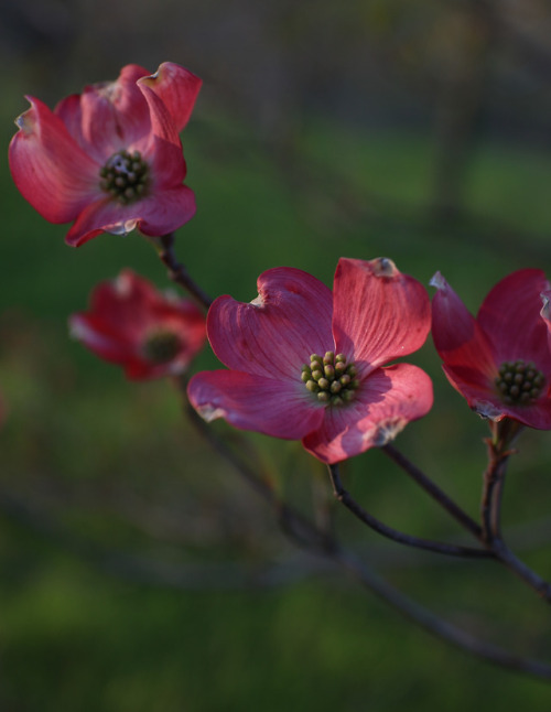 Pristine white flowering redbud along with an unnamed deep pink dogwood posing for the pictures at t