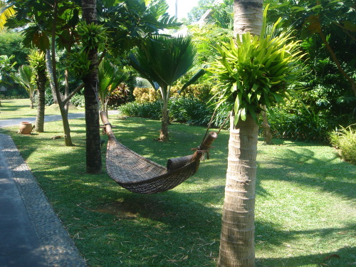 jungle-sorbet: follow jungle-sorbet for more tropical xo ❁❁ Calm and relaxing jungle blog ❁❁