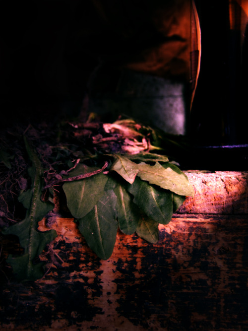 marvanmer: still life I with dandelions and beer 