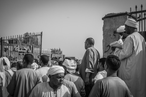 nubianlachlan: Birqash camel market part 1