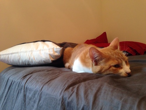 unimpressedcats: Warren lays like a dragon.( brinnthehuman )