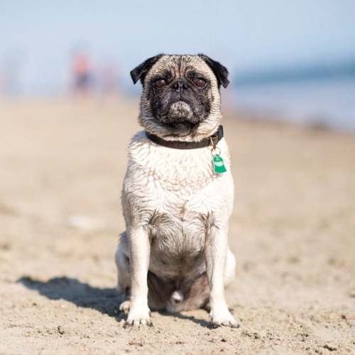 levanna: thedogist: Titus, Pug (7 y/o), Rosie’s Dog Beach, Long Beach, CA • “He used to be scared of