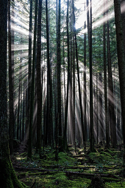 Bursting Forest by Colin Sands on Flickr.