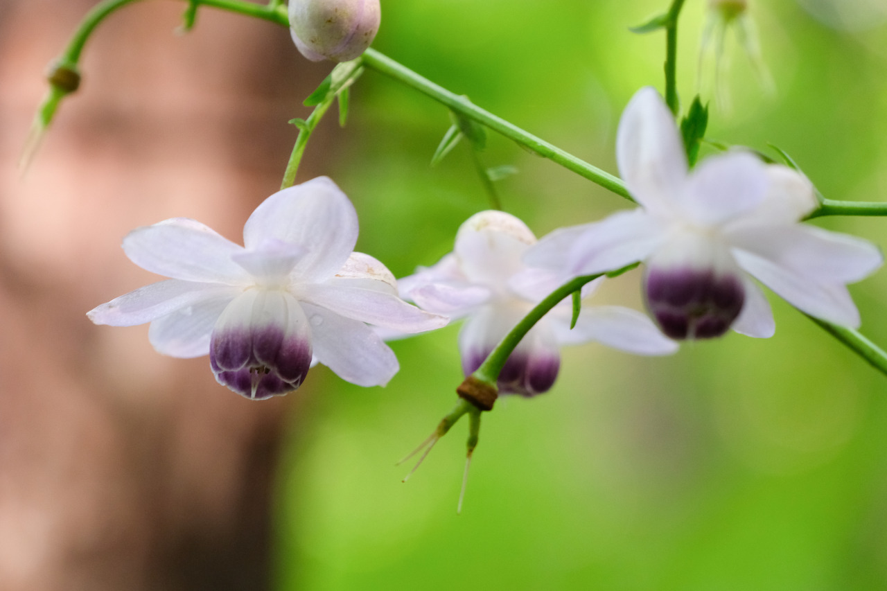 夏の花 Tumblr Posts Tumbral Com 夏の花 Tumblr Posts Tumbral Com