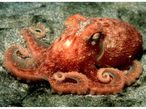 astronomy-to-zoology: Curled Octopus (Eledone cirrhosa) Also known as the Lesser Octopus or the Horn