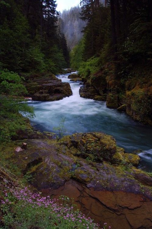  Brice Creek Falls by Mike Potts