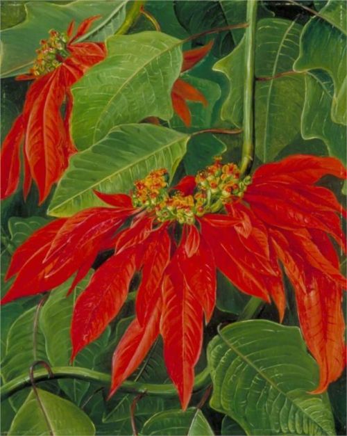 wtxch:Flor de Pascua or Easter Flower, at Morro Velho, Brazilby Marianne North,1873