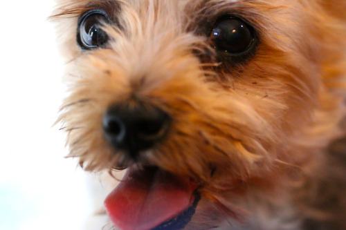 poppy, my happy yorkie