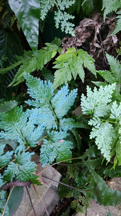 12/14/16: Selaginella willdenowii or “Peacock fern”; plant species that is a type of “spikemoss fern