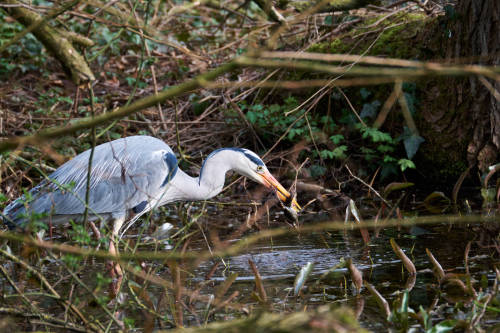 Drama at the pond or Dinner for a Grey Heron