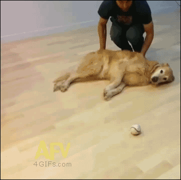 Sex 4gifs: How lazy dogs play fetch. [video] pictures