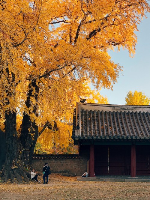 rjkoehler:Beautiful ginkgo trees at historic Sungkyunkwan University.