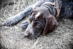 okuparc:  german shorthair pointer by pajus79