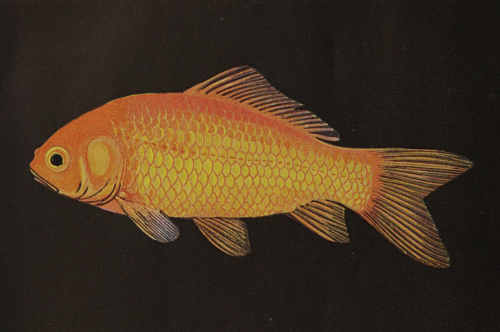 nemfrog: Common Goldfish. Waterlilies, aquatic plants and goldfish for pools and aquariums. 193