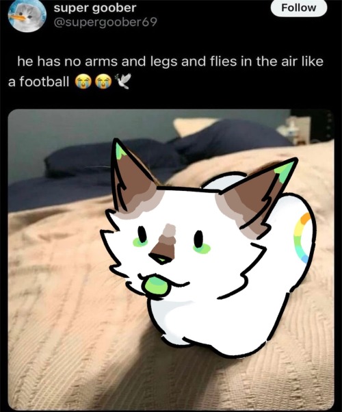 AM + Vul Kitties!!