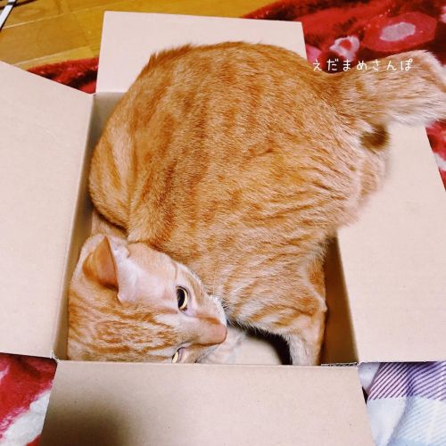 小さい箱に入りたくてモジモジした結果、無事に収まる。 . . . #cat #catstagram #catsofinstagram #ilovemycats #picneko #ねこ #猫との暮らし