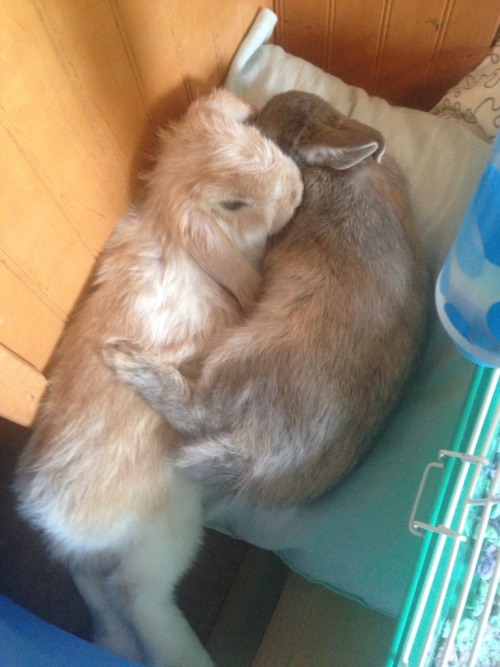 worldofthecutestcuties: My buns Ben and Liz having themselves some cuddle time.