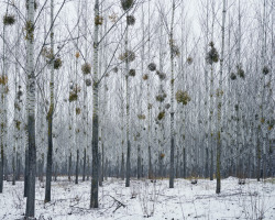 mythologyofblue:  Tamas Dezso, Forest with