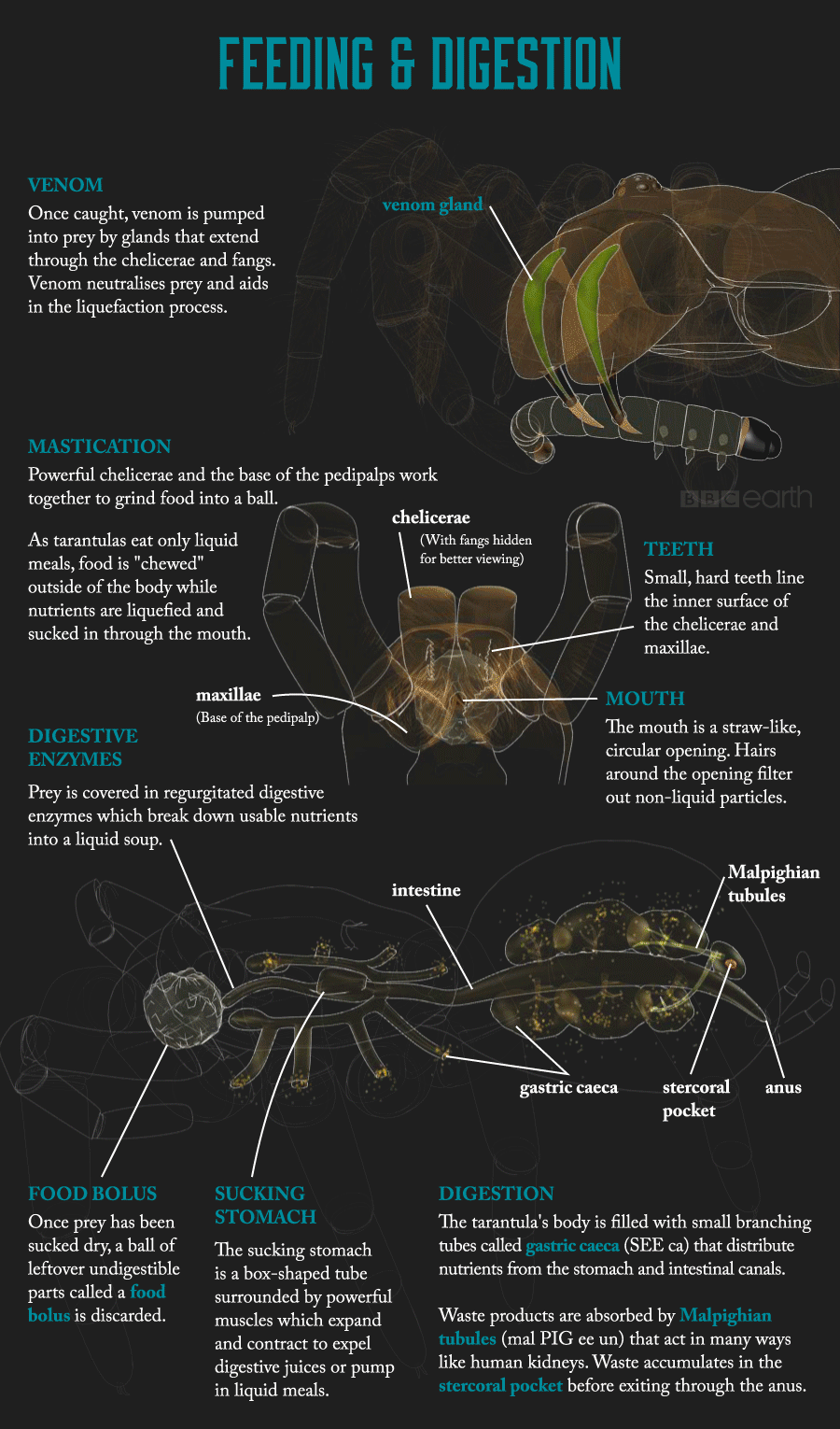 adorablespiders: all-thats-interesting:  Tarantulas: The Giants Of The Spider World