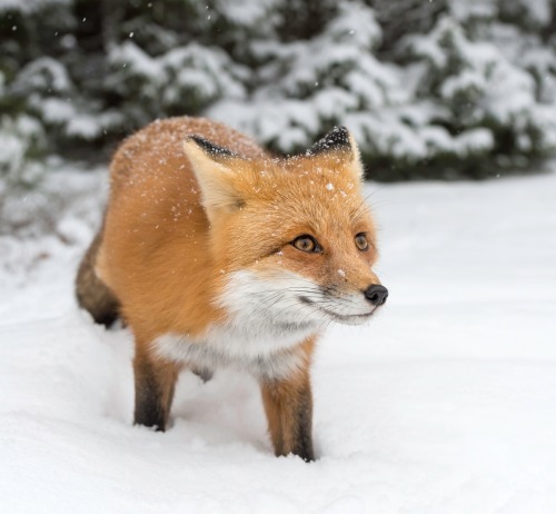 beautiful-wildlife: Little Red Fox by Daniel Parent