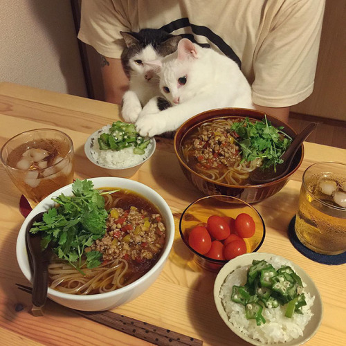 hippywhippy: neuromantis: awesome-picz: Japanese Couple Captures Every Time Their Cats Watch Them Ea