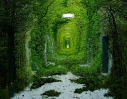 tulipnight: Green Tunnel by albaderrico on