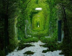 tulipnight:  Green Tunnel by albaderrico