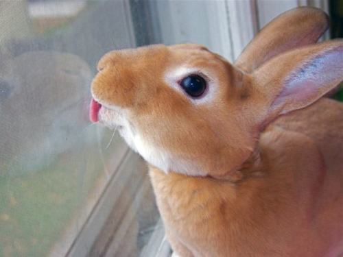 Sex pleatedjeans:  29 Animals Adorably Licking pictures