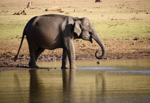 Wild elephant, Nagarhole National Park, Kabini, India