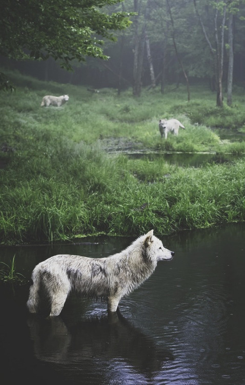 m-e-d-i-e-v-a-l-d-r-e-a-m-s: Black & White Via: Medieval Dreams