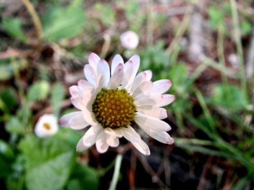 Bellis daisy. I loved these in the grass all over the UK. They’re hard to find here, but I know a pl