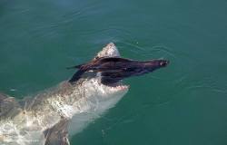 oceansrealm:  Nature… Life And Death..Photo By Chris Fallows - Apex Shark Expeditions